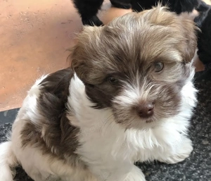 Premium Bolonka Zwetna Welpen Mit Papieren  Bild 6