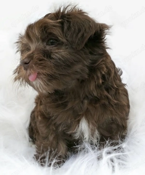 Premium Bolonka Zwetna Welpen Mit Papieren  Bild 10