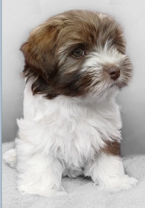 Premium Bolonka Zwetna Welpen Mit Papieren  Bild 3