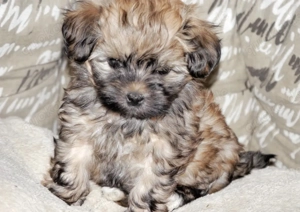 Premium Bolonka Zwetna Welpen Mit Papieren  Bild 7