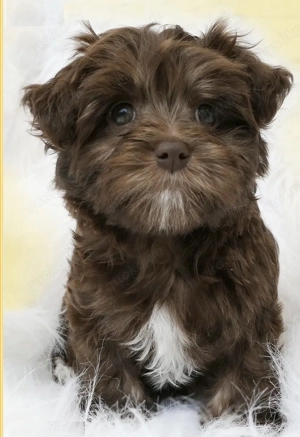 Premium Bolonka Zwetna Welpen Mit Papieren  Bild 9