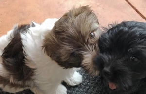  Süßer Bolonka Zwetna Welpen Rüde und Hündin mit Ahnentafel sucht ein liebevolles Zuhause