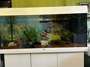 Axolotl Damen mit Aquarium (Juwel Rio 180 l LED) zu verkaufen
