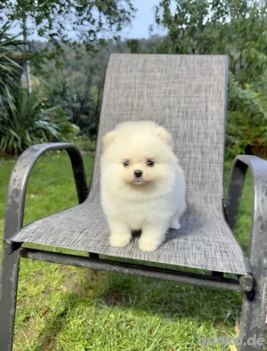 Mini Pomeranian
