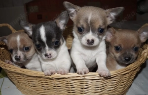 Chihuahua Welpen in KH und LH mit Ahnentafel