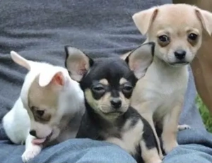 Chihuahua Welpen 