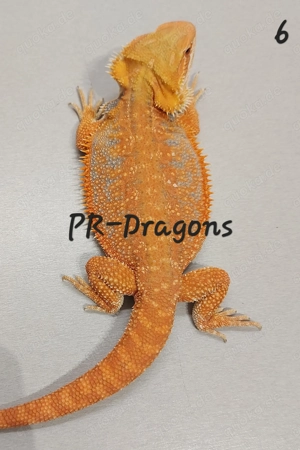 Die letzten 4 Bartagamen weibchen Pogona Vitticeps abzugeben 