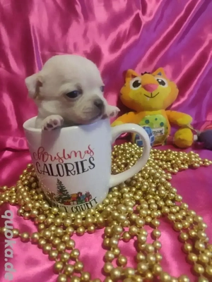 Chihuahua-Welpen zur Reservierung verfügbar