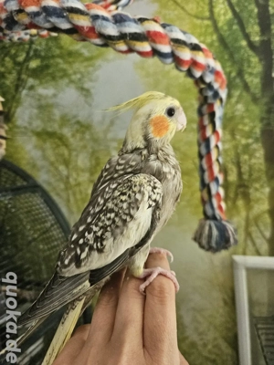 Nymphensittiche Baby 