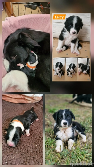 Aussie  Border collie Hündin