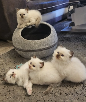 4 reinrassige heilige Birma Kitten 