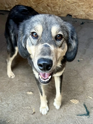 Hope sucht ihre Menschen    Bild 7