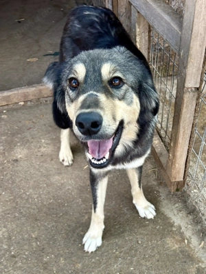 Hope sucht ihre Menschen    Bild 8