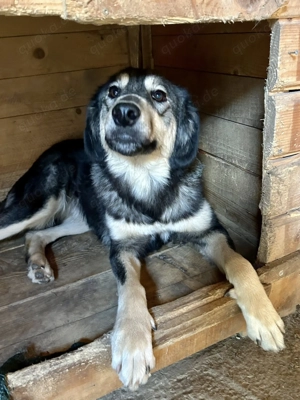 Hope sucht ihre Menschen    Bild 3