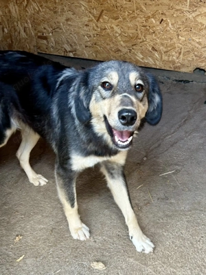 Hope sucht ihre Menschen    Bild 9