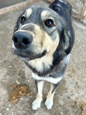 Hope sucht ihre Menschen    Bild 5