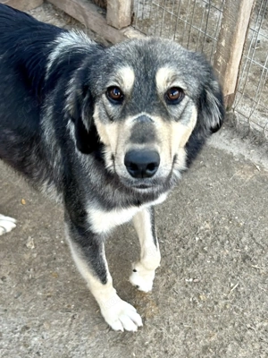 Hope sucht ihre Menschen    Bild 6