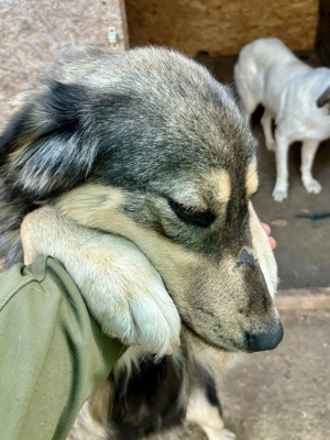 Hope sucht ihre Menschen    Bild 10