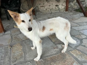 Ich bin der bezaubernde Rocky und suche Dich!