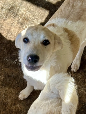 Louie ist eine wunderschöner Welpenrüde