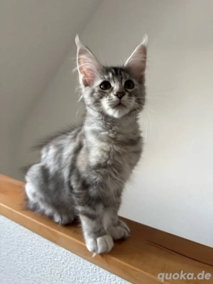 Maine Coon Reinrassig Abgabebereit!!!