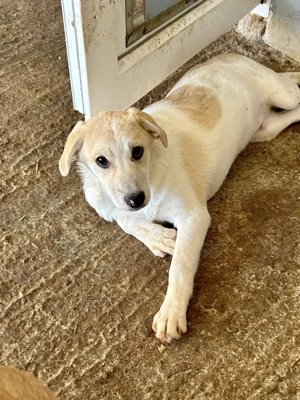 Louie ist eine wunderschöner Welpenrüde Bild 8