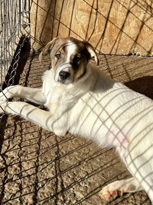 Die kleine Ela will zu Dir Bild 2