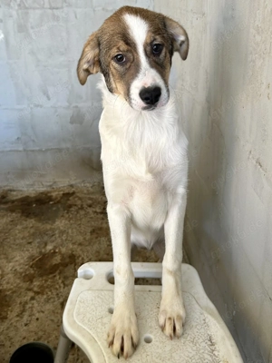 Die kleine Ela will zu Dir Bild 5