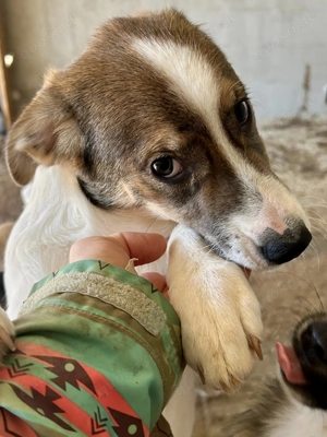 Die kleine Ela will zu Dir Bild 8