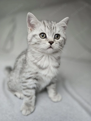 Britisch Kurzhaar Kitten 