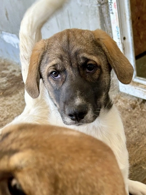 Findus sucht ein Kuschelkörbchen