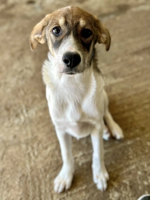 Fiona ist so bezaubernd  Bild 3