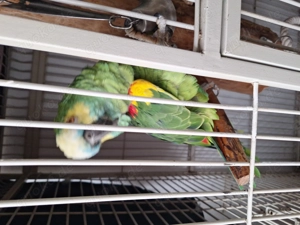 Papagei Coco sucht neues Zuhause 