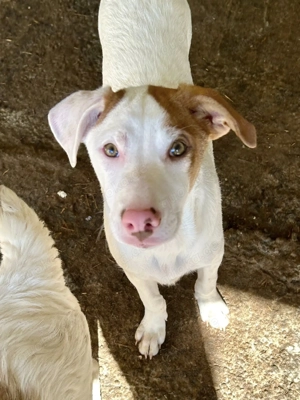 Herbert ist der Knaller