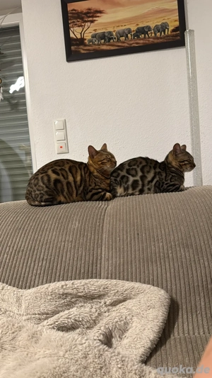 Reinrassige Bengalen