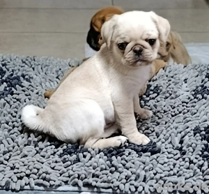 Süßer Creme farbiger Rüde ist auf der Suche nach seiner neuen Familie 