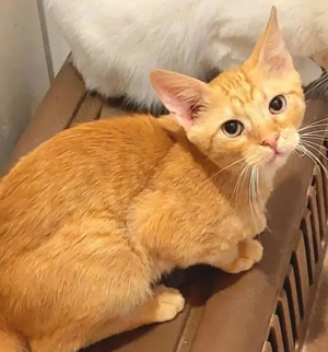 Olly Schmusekater sucht Familie zum kuscheln