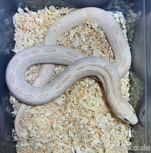 1.1 Adultes Pärchen Heterodon nasicus Hakennasennatter Pink Pastel Albino  Pink Panther 