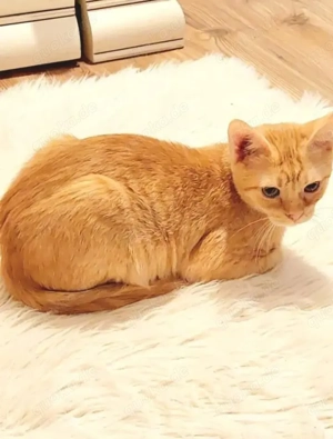 Olly - Schmusekater sucht Familie zum kuscheln