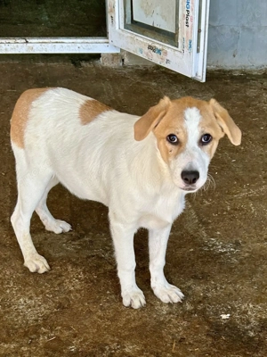 Malika ist ein liebes Welpenmädchen