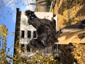 Zwergseidenhähne, Zwergseidenhahn   4 Monate, handaufgezogen, kinderfreundlich   V