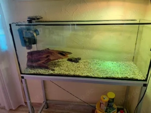 2 Rotwangenschildkröten mit Aquarium und Zubehör