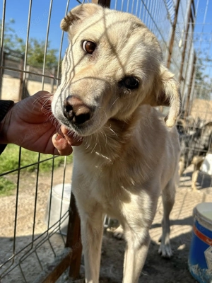 Milo - aus der Tötung gerettet Bild 4