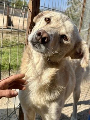 Milo - aus der Tötung gerettet Bild 3