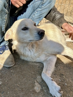 Milo - aus der Tötung gerettet Bild 5