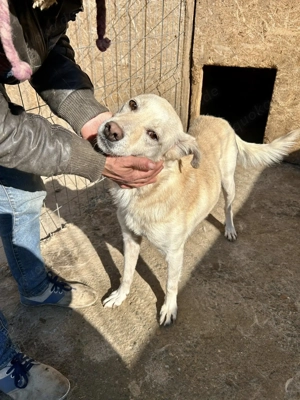 Milo - aus der Tötung gerettet Bild 2