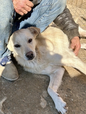 Milo - aus der Tötung gerettet Bild 9