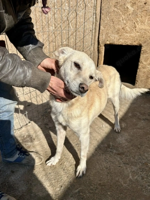 Milo - aus der Tötung gerettet Bild 8