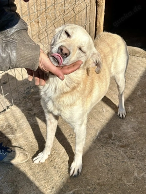 Milo - aus der Tötung gerettet Bild 7