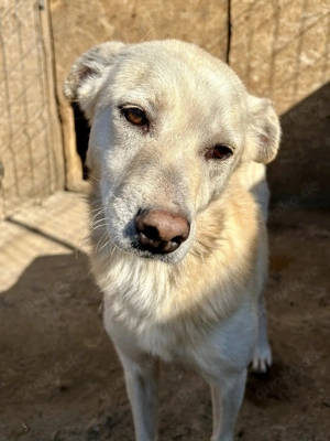 Milo - aus der Tötung gerettet Bild 6